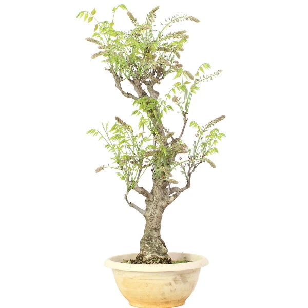 Japanischer Blauregen, Bonsai, 20 Jahre, 86cm 6 Japanischer Blauregen, Bonsai, 20 Jahre, 86cm – Bild 4