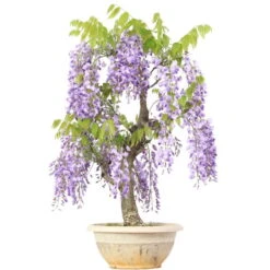 Japanischer Blauregen, Bonsai, 20 Jahre, 76cm