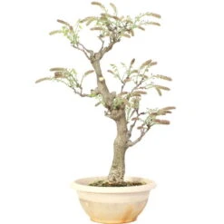 Japanischer Blauregen, Bonsai, 20 Jahre, 76cm -Pflanzen-Bonsai-Shop owisflo201 034