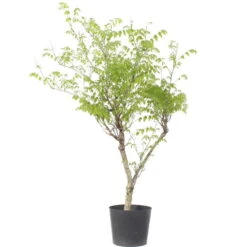 Japanischer Blauregen, Bonsai, 20 Jahre, 155cm