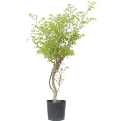 Japanischer Blauregen, Bonsai, 20 Jahre, 155cm -Pflanzen-Bonsai-Shop owisflo201 044