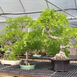 Japanischer Blauregen, Bonsai, 20 Jahre, 155cm -Pflanzen-Bonsai-Shop owisflo201 045