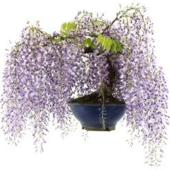 Japanischer Blauregen, Bonsai, 25 Jahre, 67cm