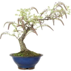 Japanischer Blauregen, Bonsai, 25 Jahre, 67cm -Pflanzen-Bonsai-Shop owisflo251 013