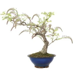 Japanischer Blauregen, Bonsai, 25 Jahre, 67cm -Pflanzen-Bonsai-Shop owisflo251 015