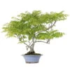 Japanischer Blauregen, Bonsai, 25 Jahre, 80cm -Pflanzen-Bonsai-Shop owisflo251 02