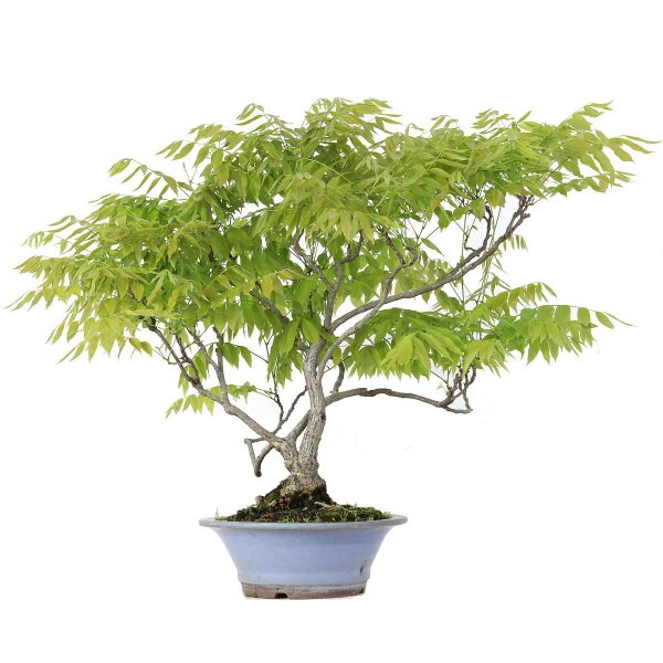 Japanischer Blauregen, Bonsai, 25 Jahre, 80cm 3 Japanischer Blauregen, Bonsai, 25 Jahre, 80cm