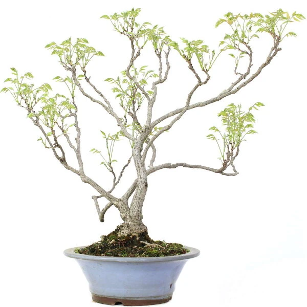 Japanischer Blauregen, Bonsai, 25 Jahre, 80cm 4 Japanischer Blauregen, Bonsai, 25 Jahre, 80cm – Bild 2