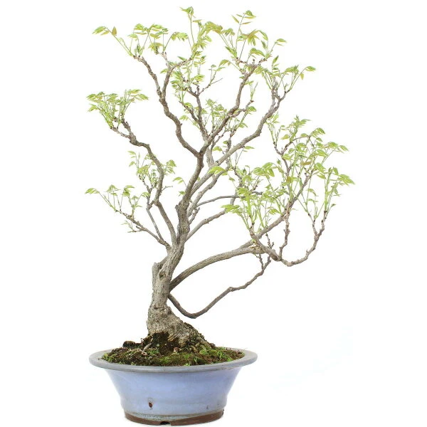 Japanischer Blauregen, Bonsai, 25 Jahre, 80cm 5 Japanischer Blauregen, Bonsai, 25 Jahre, 80cm – Bild 3