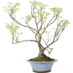 Japanischer Blauregen, Bonsai, 25 Jahre, 80cm 11 Japanischer Blauregen, Bonsai, 25 Jahre, 80cm -Pflanzen-Bonsai-Shop owisflo251 024