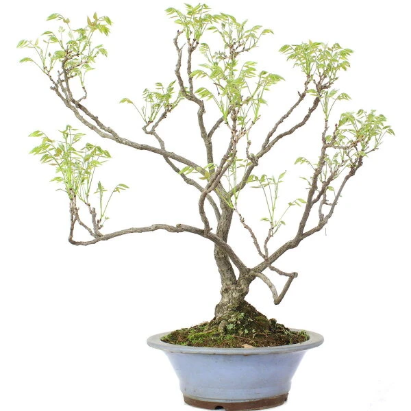 Japanischer Blauregen, Bonsai, 25 Jahre, 80cm 6 Japanischer Blauregen, Bonsai, 25 Jahre, 80cm – Bild 4
