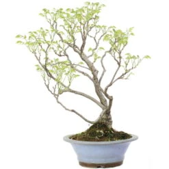 Japanischer Blauregen, Bonsai, 25 Jahre, 80cm 12 Japanischer Blauregen, Bonsai, 25 Jahre, 80cm -Pflanzen-Bonsai-Shop owisflo251 025