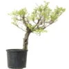 Japanischer Blauregen, Bonsai, 35 Jahre, 160cm 2 Japanischer Blauregen, Bonsai, 35 Jahre, 160cm -Pflanzen-Bonsai-Shop owisflo351 01