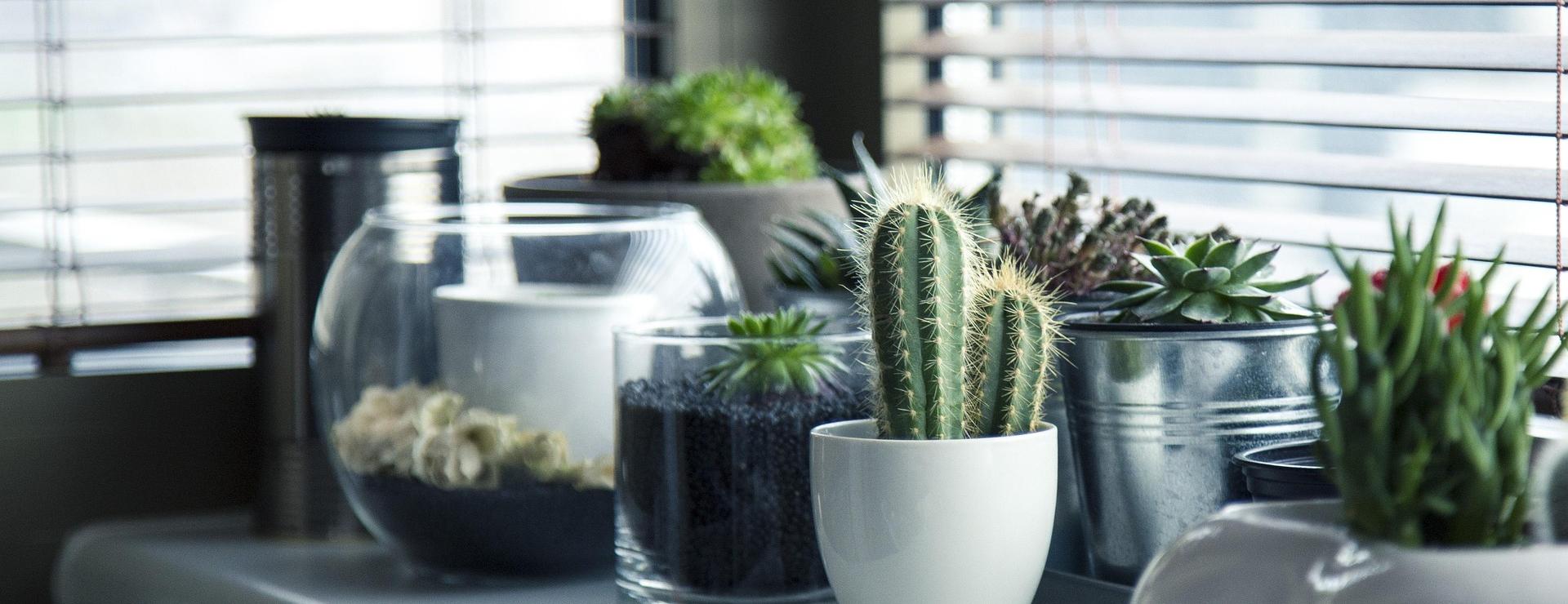 Pflanzen-Bonsai-Shop -Pflanzen-Bonsai-Shop pots 716579 1920 1