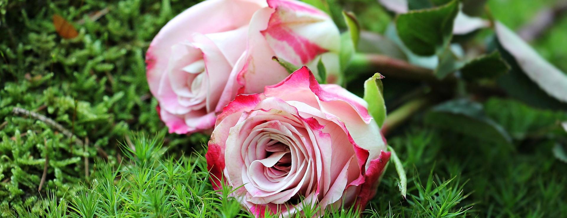 Pflanzen-Bonsai-Shop -Pflanzen-Bonsai-Shop roses 1868669 1920