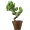 Japanische Mädchenkiefer, Prebonsai, 9 Jahre, 34cm 2 Japanische Mädchenkiefer, Prebonsai, 9 Jahre, 34cm -Pflanzen-Bonsai-Shop rpinpar091 08