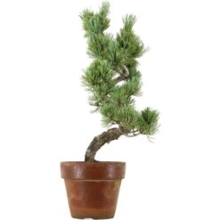 Japanische Mädchenkiefer, Prebonsai, 9 Jahre, 40cm
