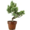 Japanische Mädchenkiefer, Prebonsai, 9 Jahre, 39cm 2 Japanische Mädchenkiefer, Prebonsai, 9 Jahre, 39cm -Pflanzen-Bonsai-Shop rpinpar091 24