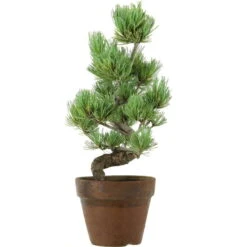 Japanische Mädchenkiefer, Prebonsai, 9 Jahre, 38cm