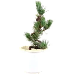 Japanische Mädchenkiefer, Prebonsai, 10 Jahre, 47cm