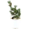 Japanische Mädchenkiefer, Prebonsai, 10 Jahre, 45cm -Pflanzen-Bonsai-Shop rpinpar101 52