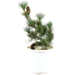 Japanische Mädchenkiefer, Prebonsai, 10 Jahre, 45cm