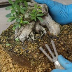 Wurzelkralle, Holzgriff, 3 Zinken, Japan -Pflanzen-Bonsai-Shop we0120000034